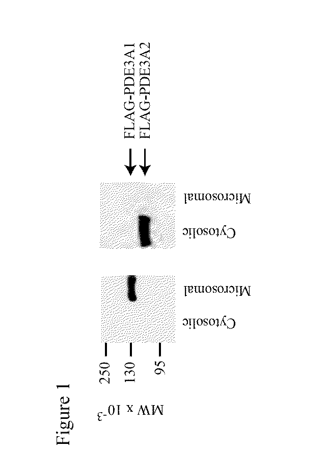 Isoform-selective inhibitors and activators of pde3 cyclic nucleotide phosphodiesterases