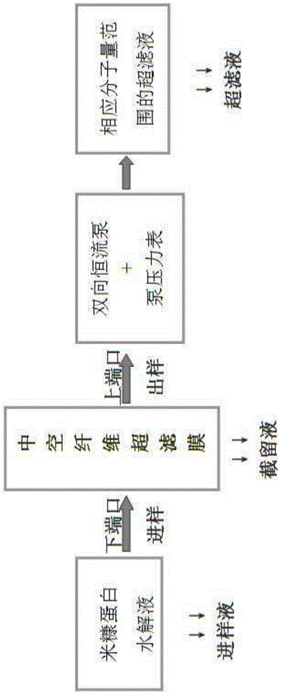 Preparation method of rice bran protein peptide with ace inhibitory activity