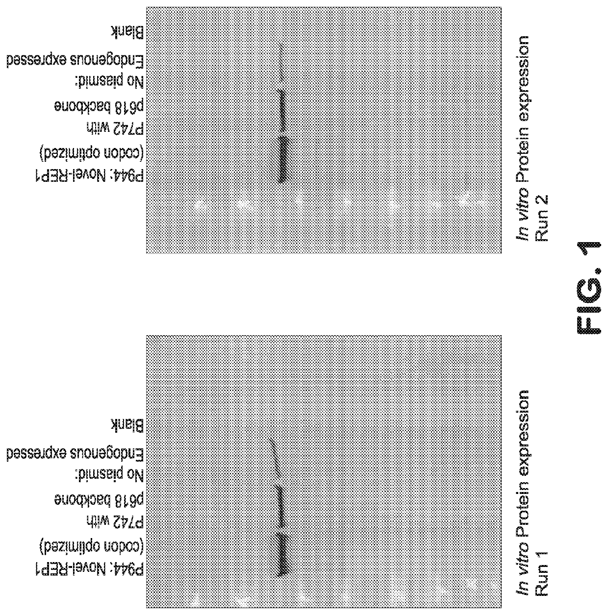 Gene therapy for ocular disorders