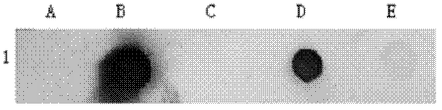 Method for detecting infection of avian anemia viruses in pathologic material by combination of polymerase chain reaction (PCR) and nucleic acid probe and dot blot hybridization technology