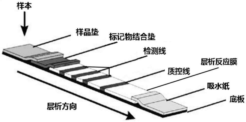 Immunochromatography detection reagent strip, kit containing immunochromatography detection reagent strip and application of immunochromatography detection reagent strip