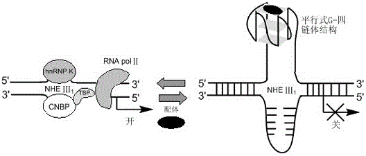 Benzo[k,l]thioxanthene-3,4-dicarboxylic anhydride derivative-uridine conjugate and its preparation method and application