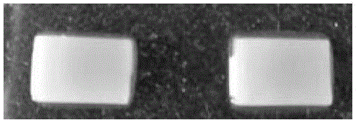 Method for constructing cotton bacterial artificial chromosome (BAC) library by non-dark cultured leaves