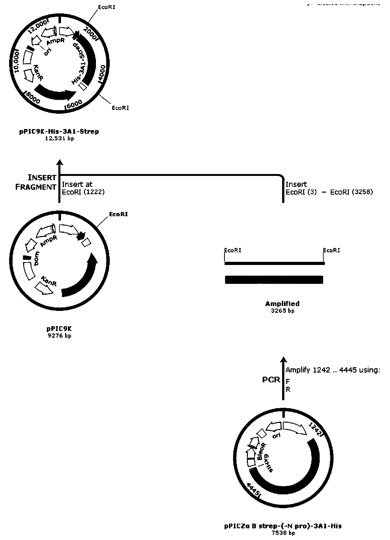 Recombinant humanized III type collagen alpha 1 chain and application thereof