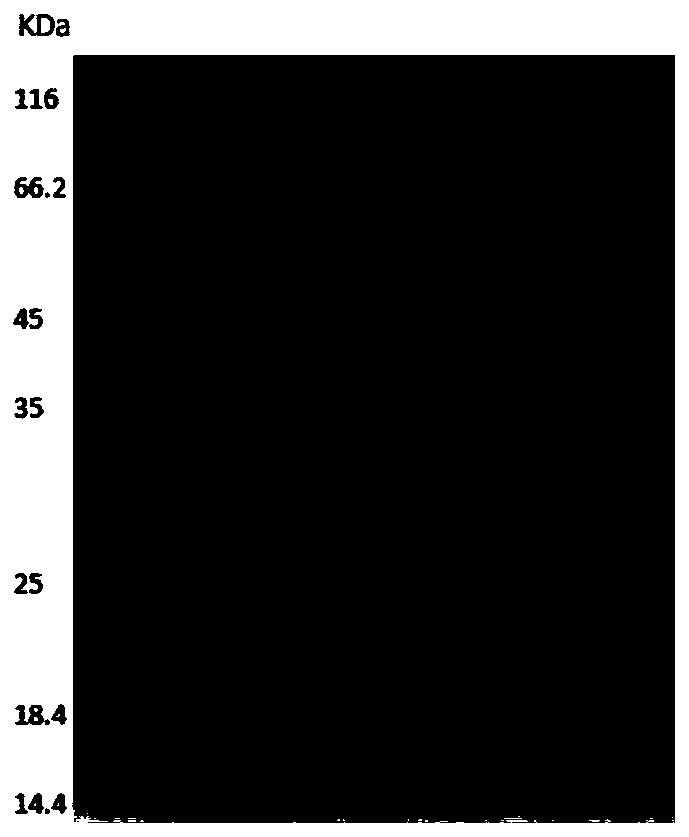 Recombinant humanized III type collagen alpha 1 chain and application thereof