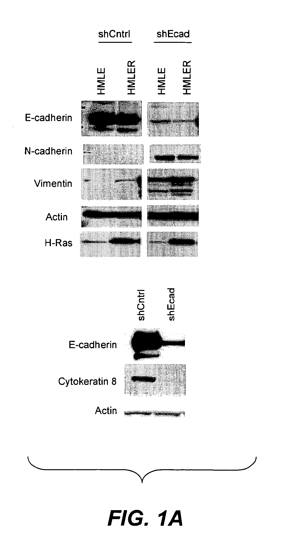 Methods for identification and use of agents targeting cancer stem cells