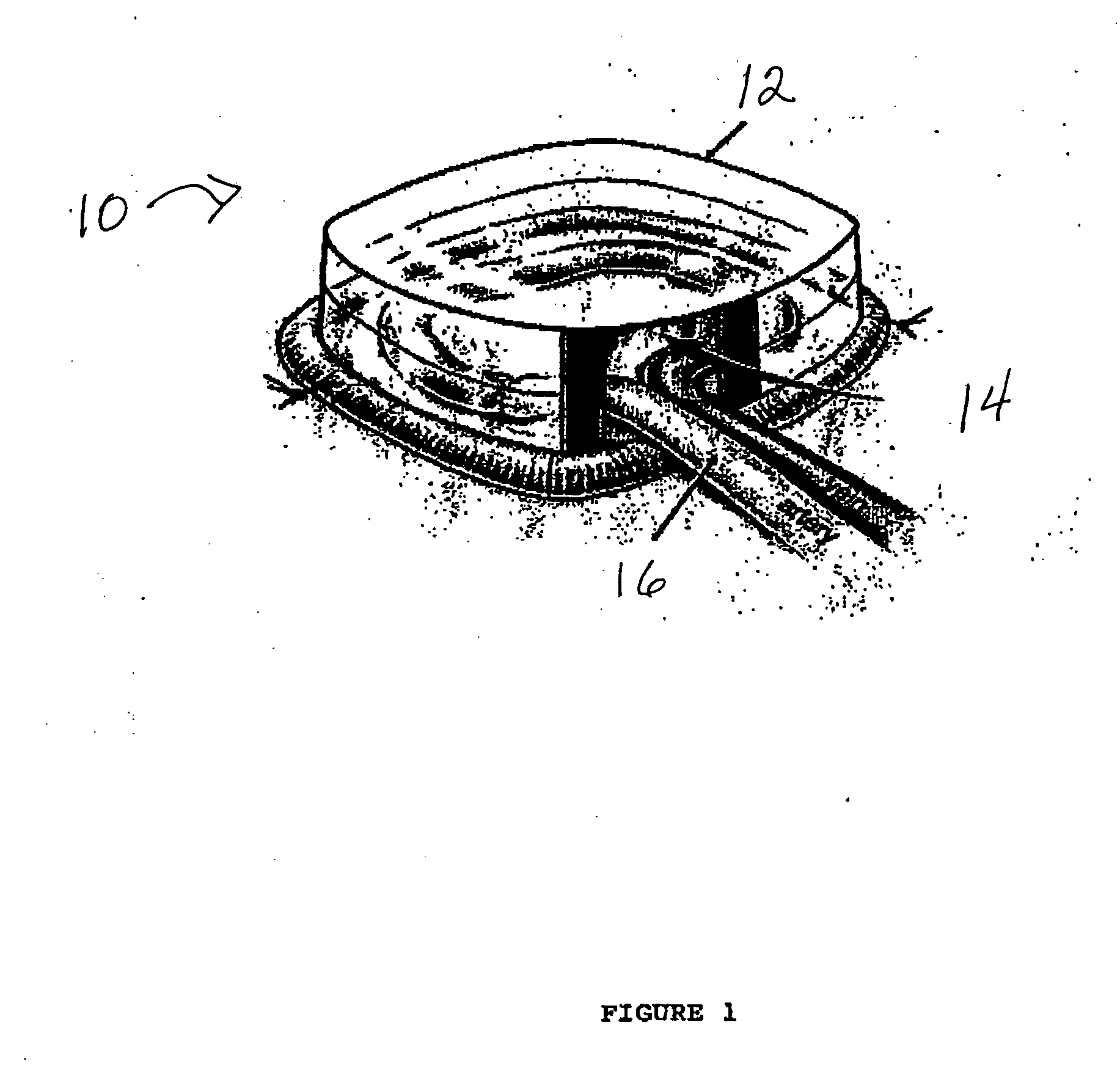 Vascularized tissue graft