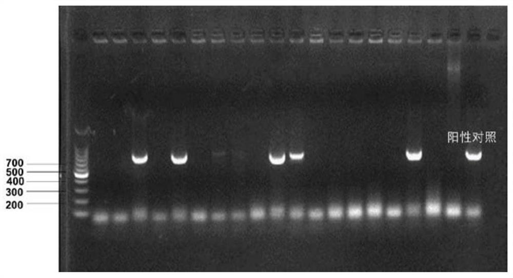 Recombinant rhamnolipid-producing strain and application thereof