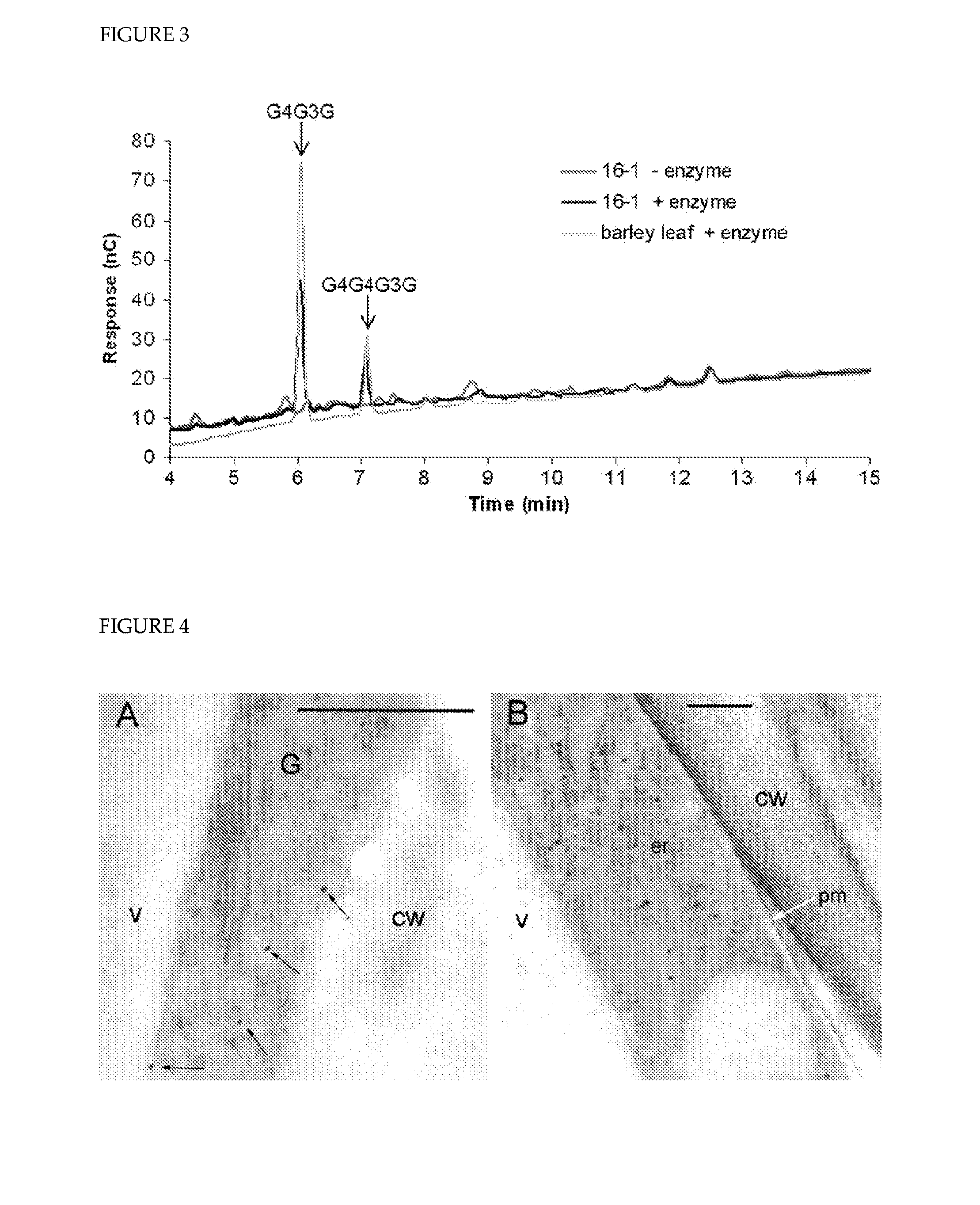 Polysaccharide synthases (h)