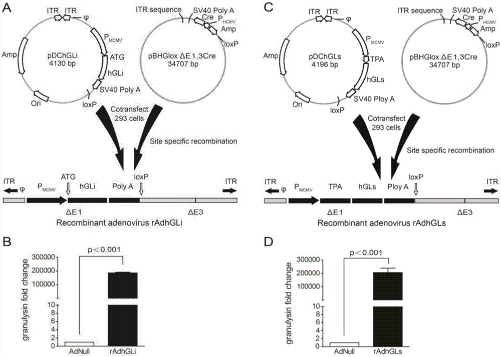 A kind of tuberculosis gene drug and preparation method thereof