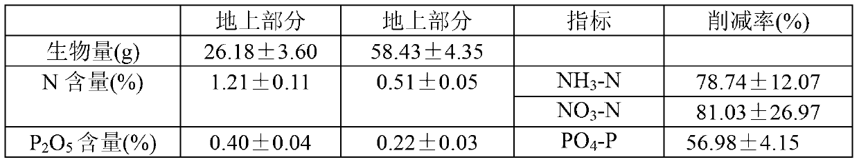 Method for restoring eutrophic water by utilizing rumex japonicus