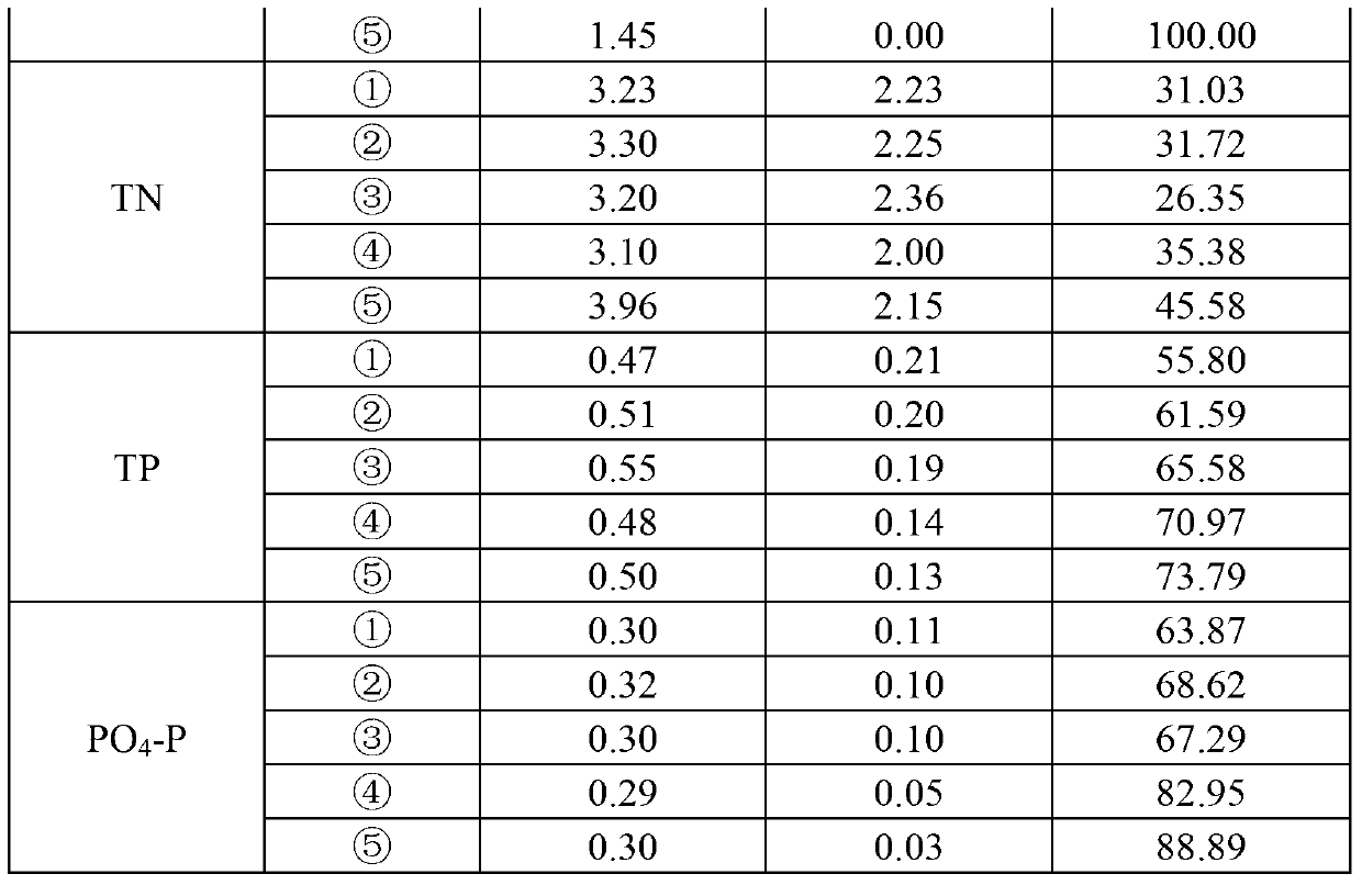 Method for restoring eutrophic water by utilizing rumex japonicus