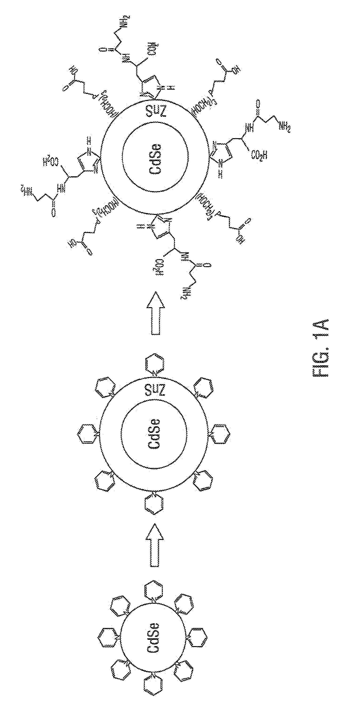 Functionalized fluorescent nanocrystals, and methods for their preparation and use