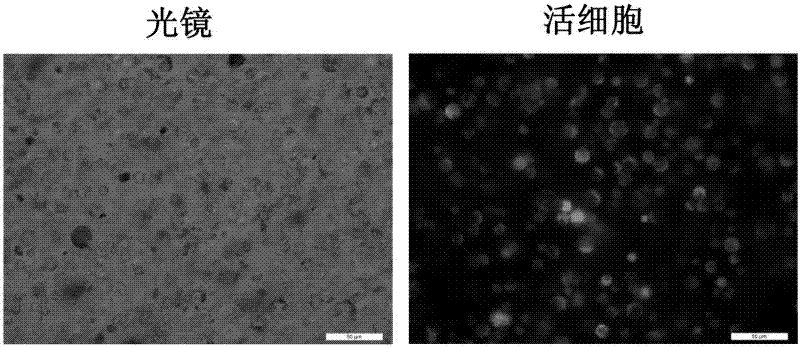 Preparation method and application of paddy rice green protoplast