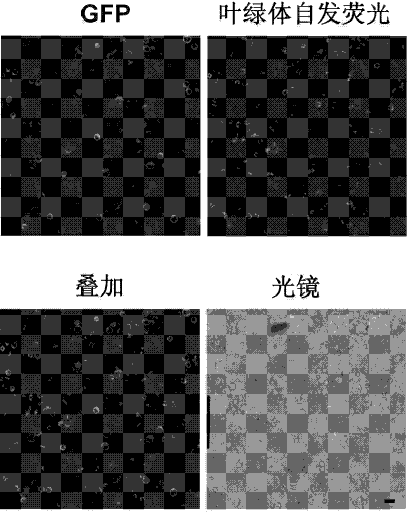 Preparation method and application of paddy rice green protoplast