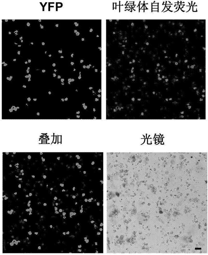 Preparation method and application of paddy rice green protoplast