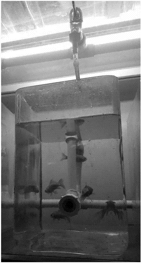 An on-line biological water quality monitoring model based on biological rhythms of golden crucian carps and a building method thereof