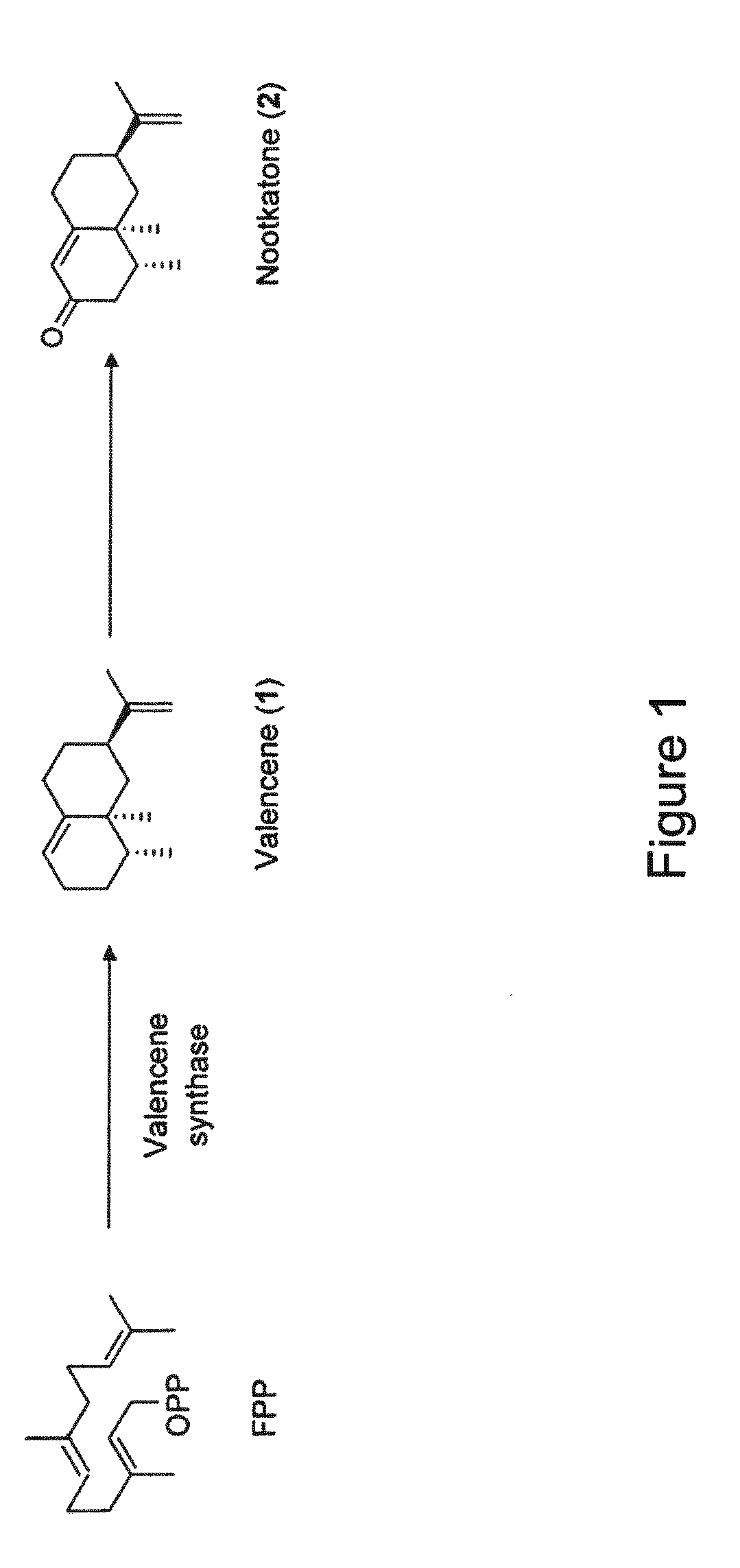 Compositions and methods for repelling and killing ticks and detachment of feeding ticks