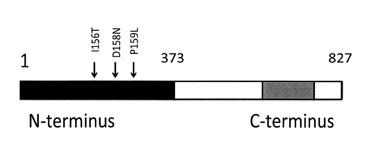 Compositions and methods relating to tumor analysis