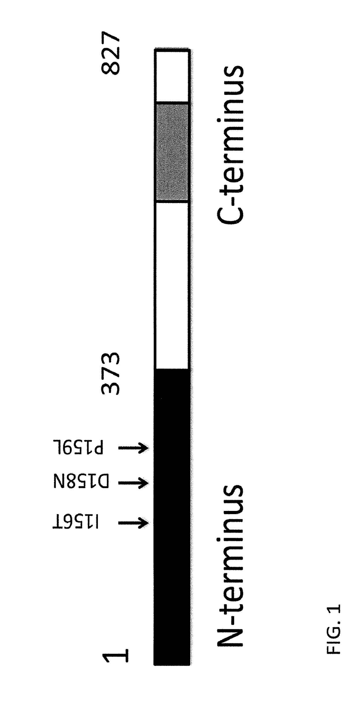 Compositions and methods relating to tumor analysis