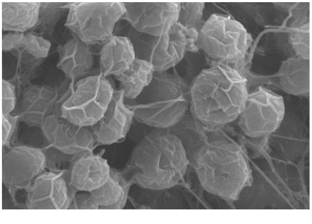 Method for cultivating schizochytrium oil-producing grease employing schizochytrium and crude glycerine