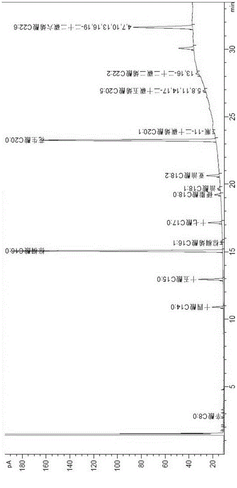 Method for cultivating schizochytrium oil-producing grease employing schizochytrium and crude glycerine