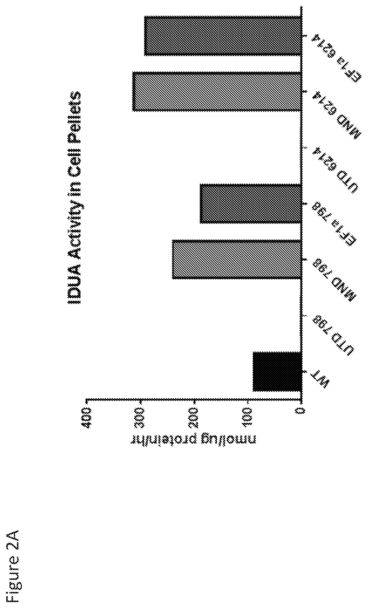 Gene therapy for mucopolysaccharidosis, type i