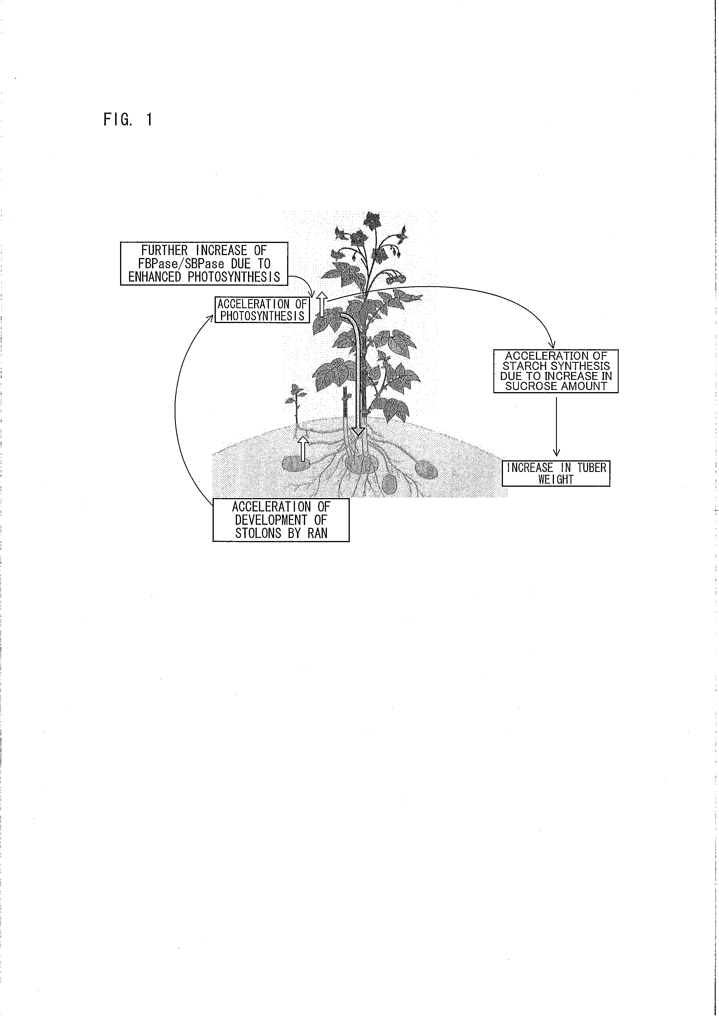 Method for production of stolon-forming plant having improved tuber production ability or stolon production ability compared with wild type, and stolon-forming plant produced by the method