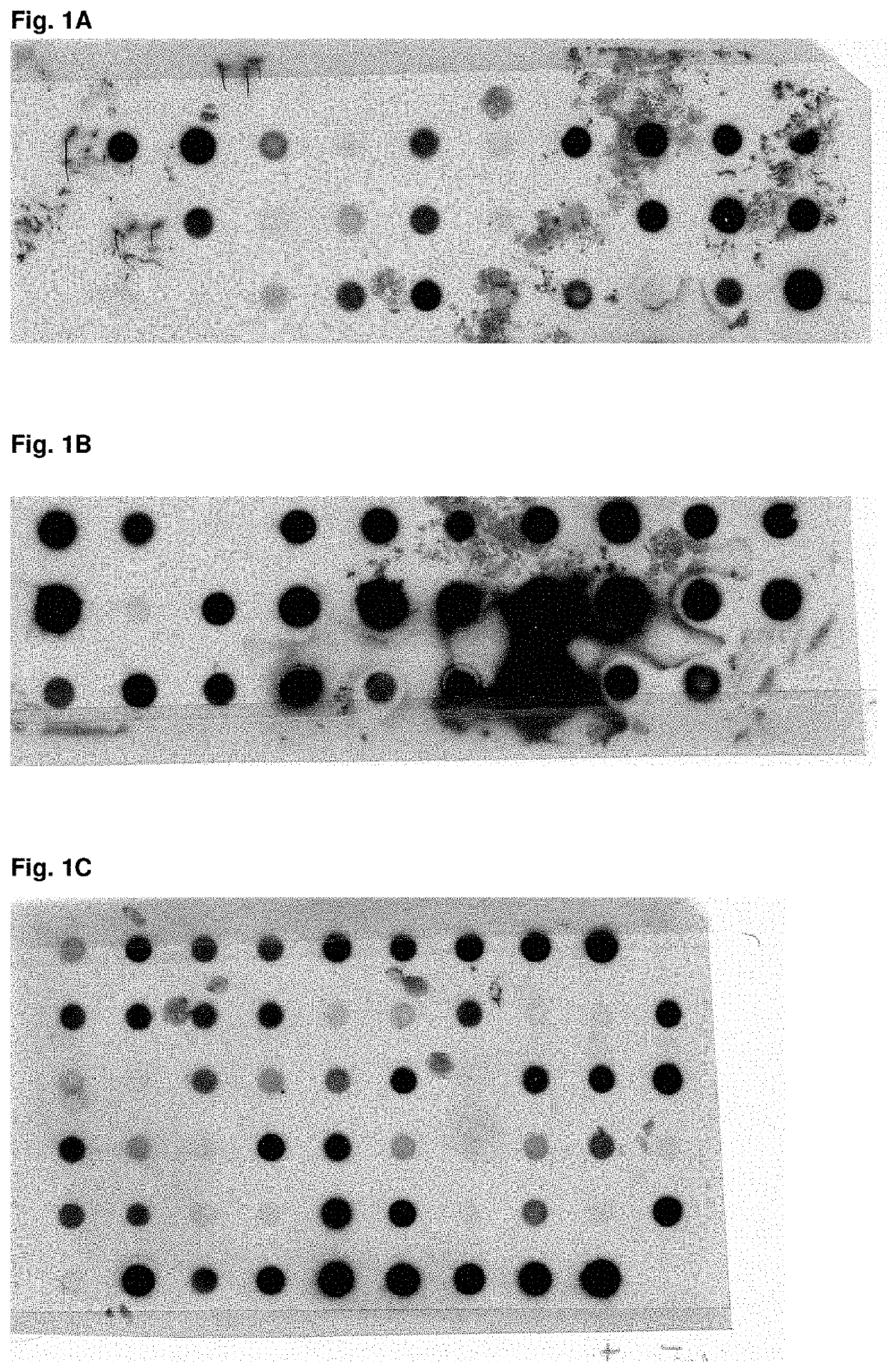 Specific and High Affinity Binding Proteins Comprising Modified SH3 Domains of FYN Kinase