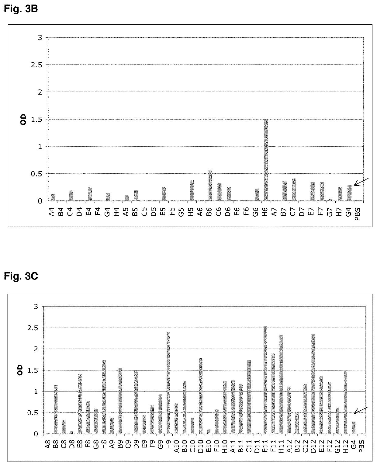 Specific and High Affinity Binding Proteins Comprising Modified SH3 Domains of FYN Kinase