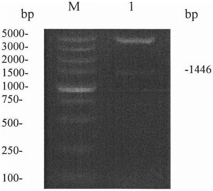 Novel bacillus arabinose isomerase gene cloning and expression method and use