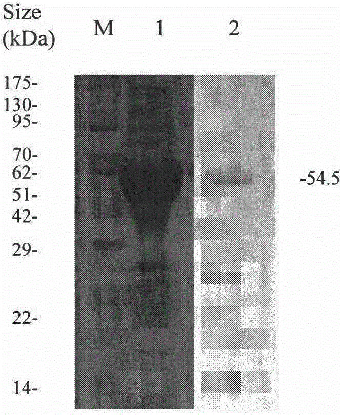 Novel bacillus arabinose isomerase gene cloning and expression method and use