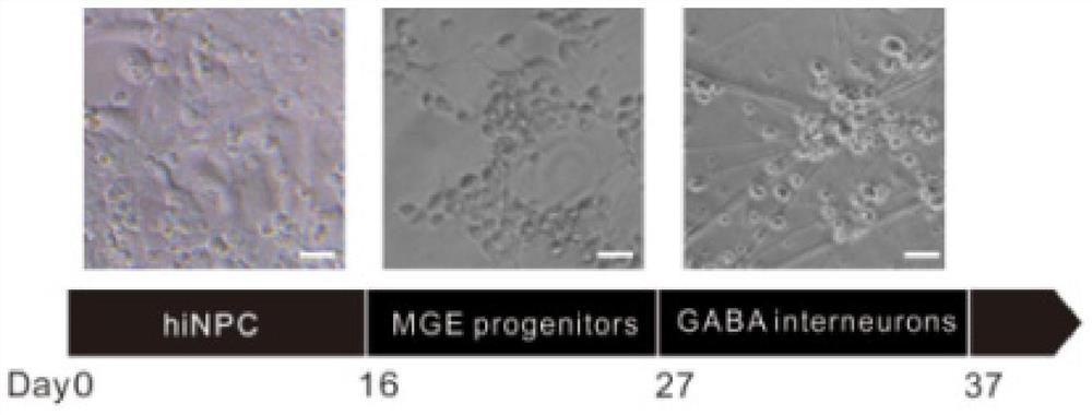 Application of Rassf6 as marker of Alzheimer's disease