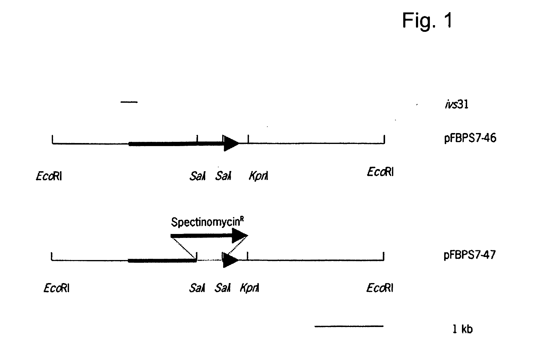 Environmentally regulated genes of Streptococcus suis