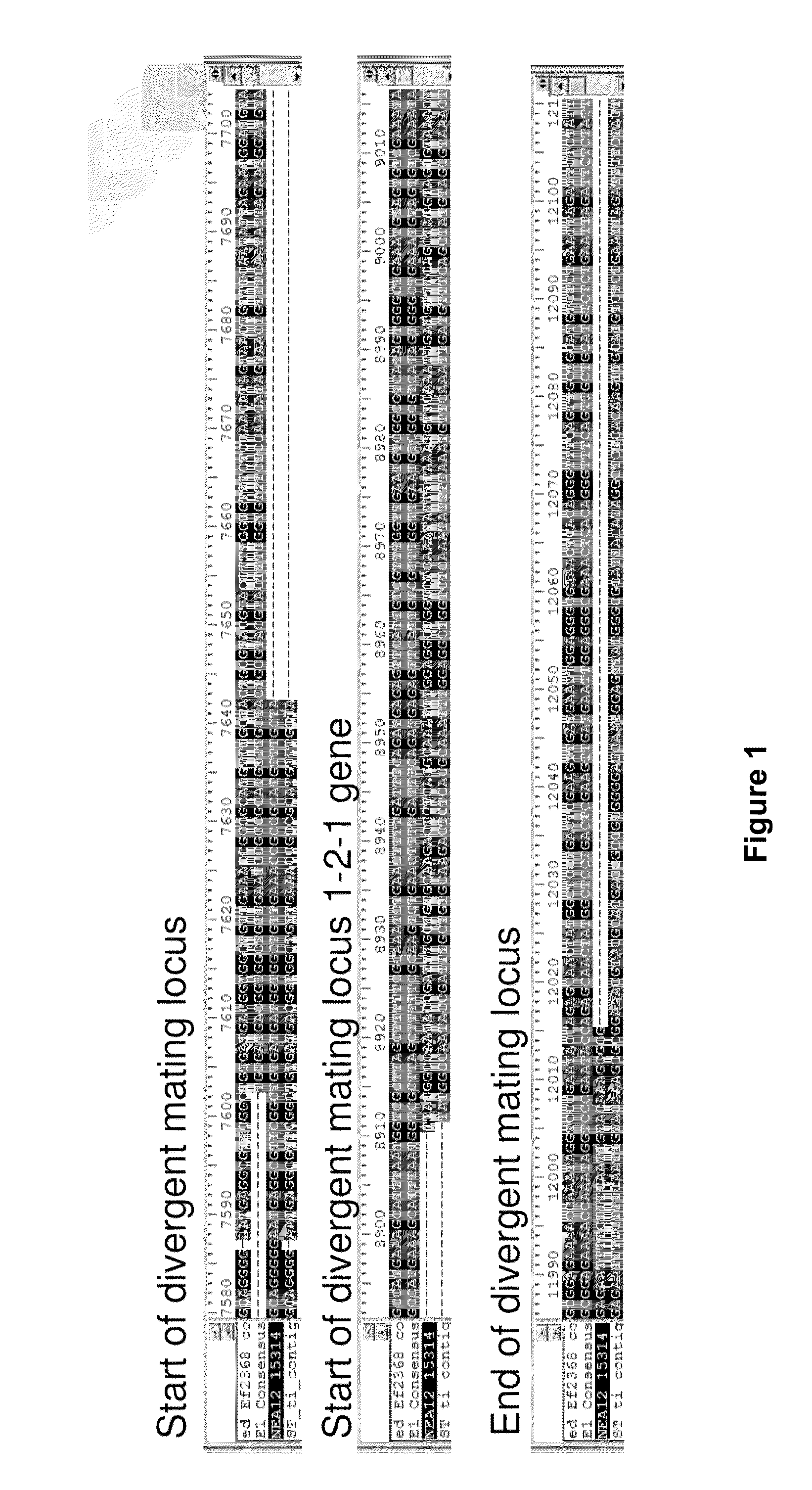 Endophytes and related methods