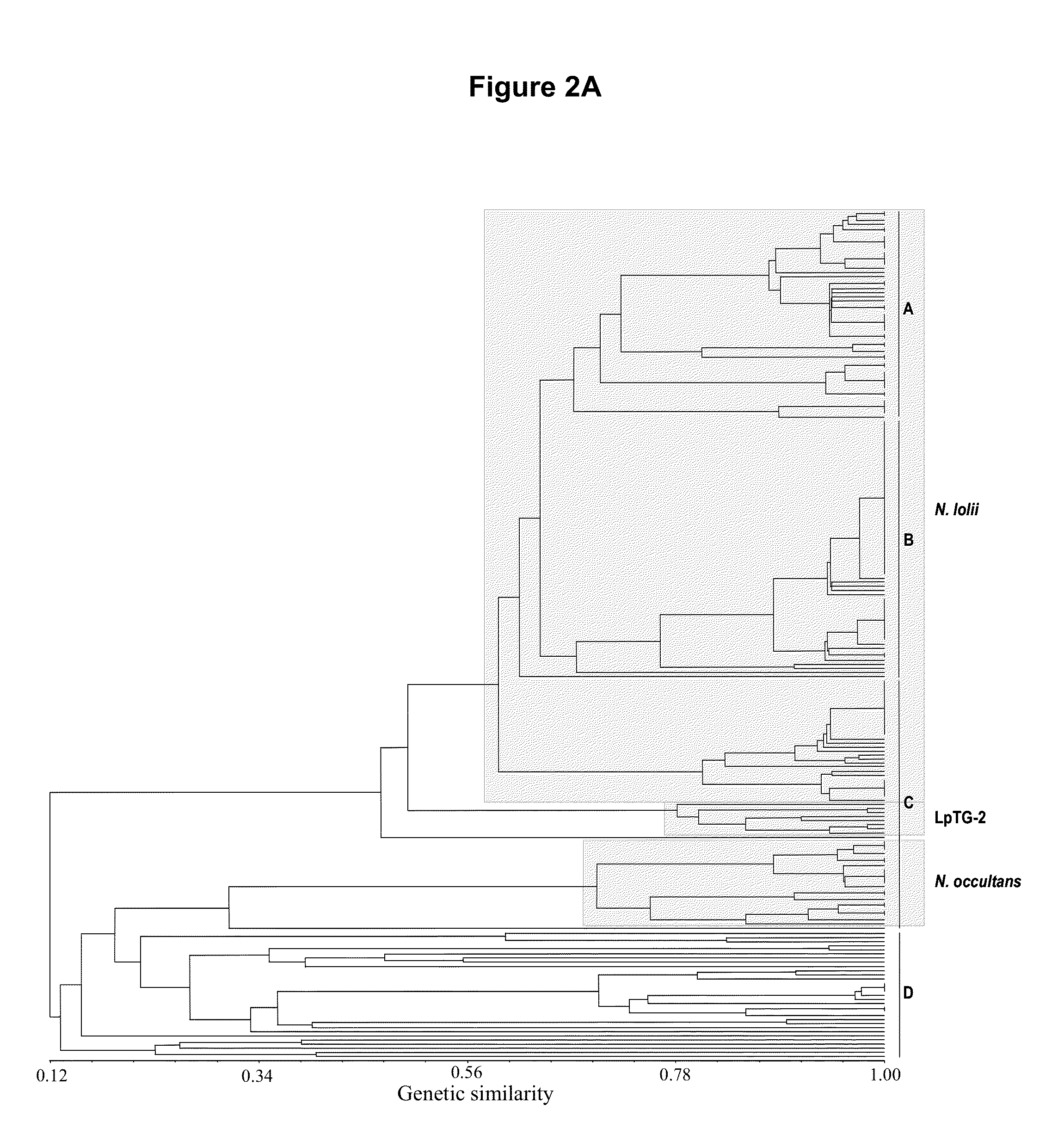 Endophytes and related methods