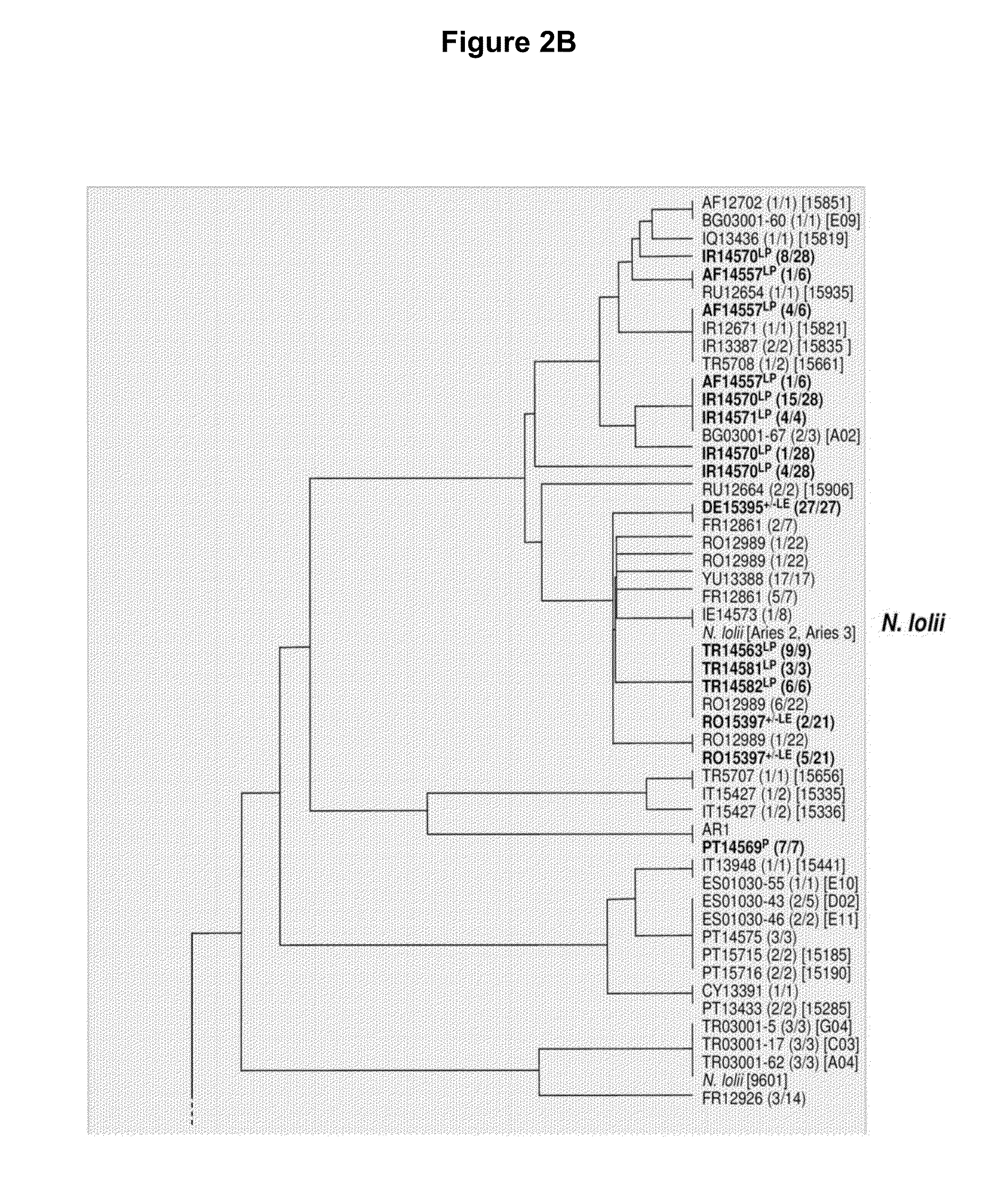 Endophytes and related methods