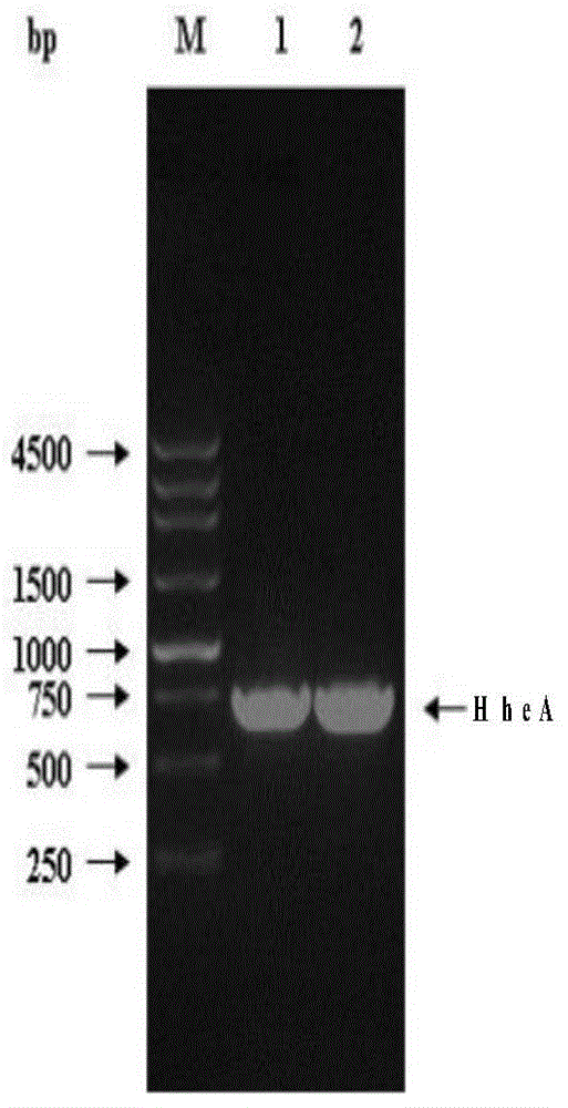 Engineering bacterium and application thereof in preparation of atorvastatin drug intermediate