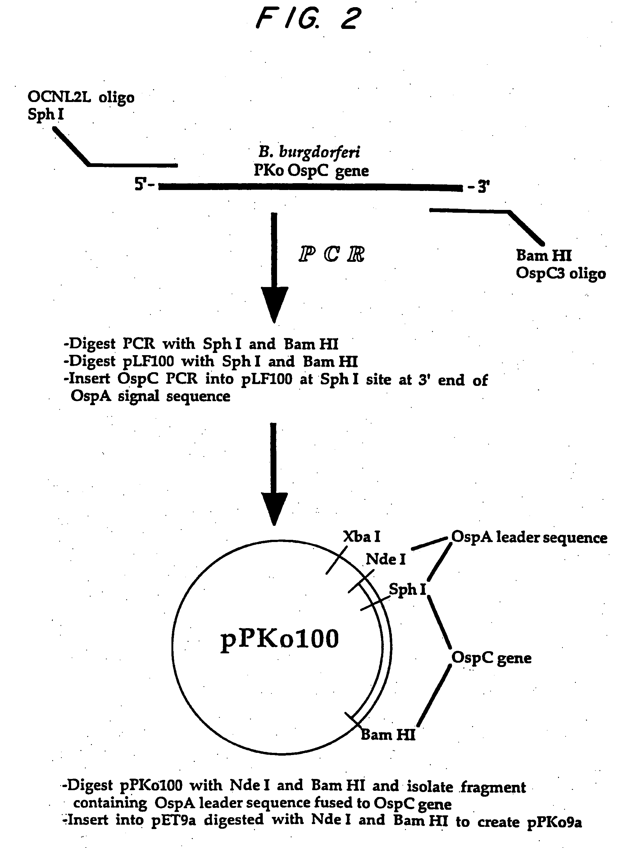 Expression of lipoproteins