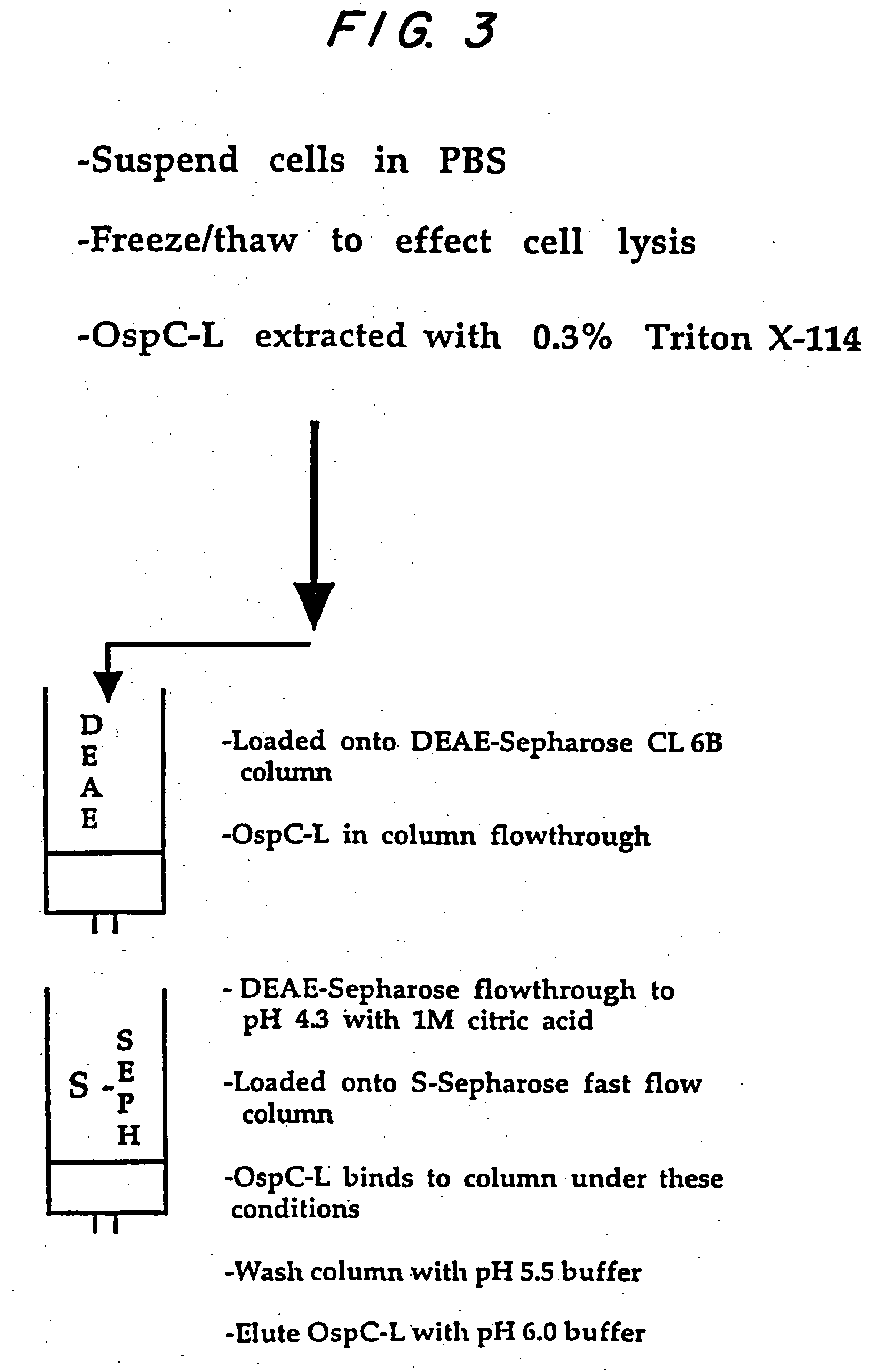 Expression of lipoproteins