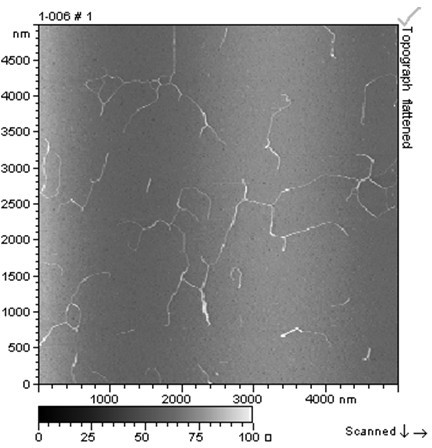 Water-soluble polysaccharide extracted from black fungus and preparation method thereof