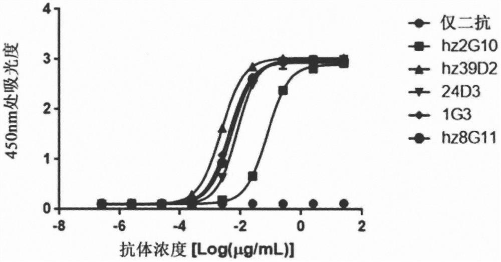 Anti-her2 antibody or antigen-binding fragment thereof, and chimeric antigen receptor comprising same