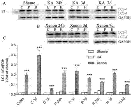 Applications of xenon or xenon gas mixture in preparing preparations for treating epilepsy