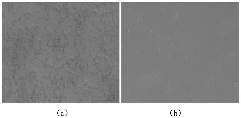 Fluorine-containing copolymer antibacterial hemostatic material, preparation method and application thereof, and sanitary material