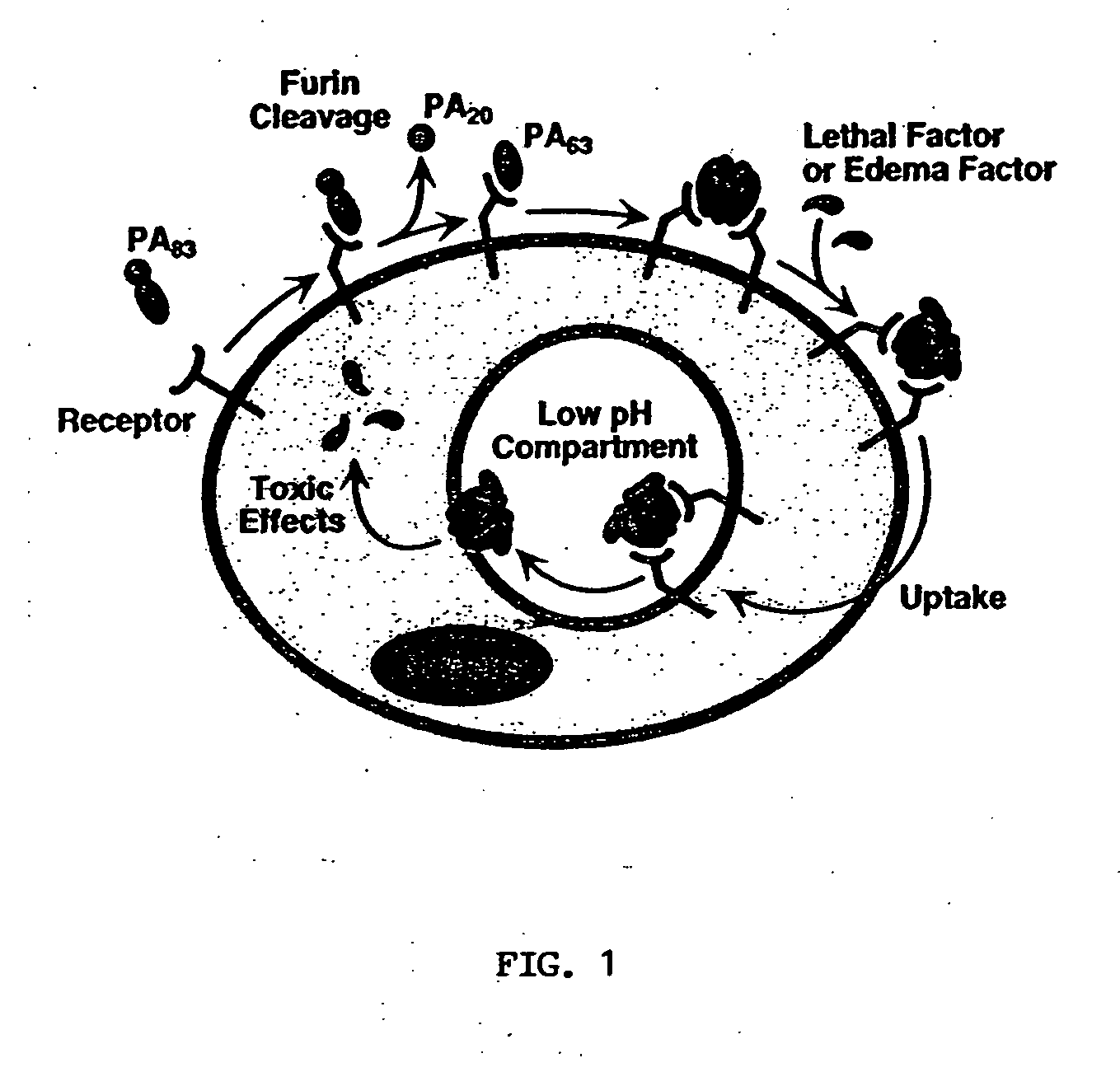 Anthrax antitoxins