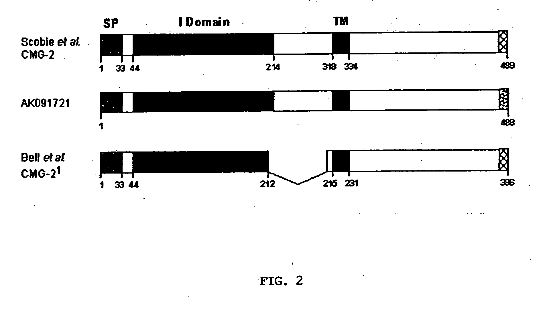 Anthrax antitoxins