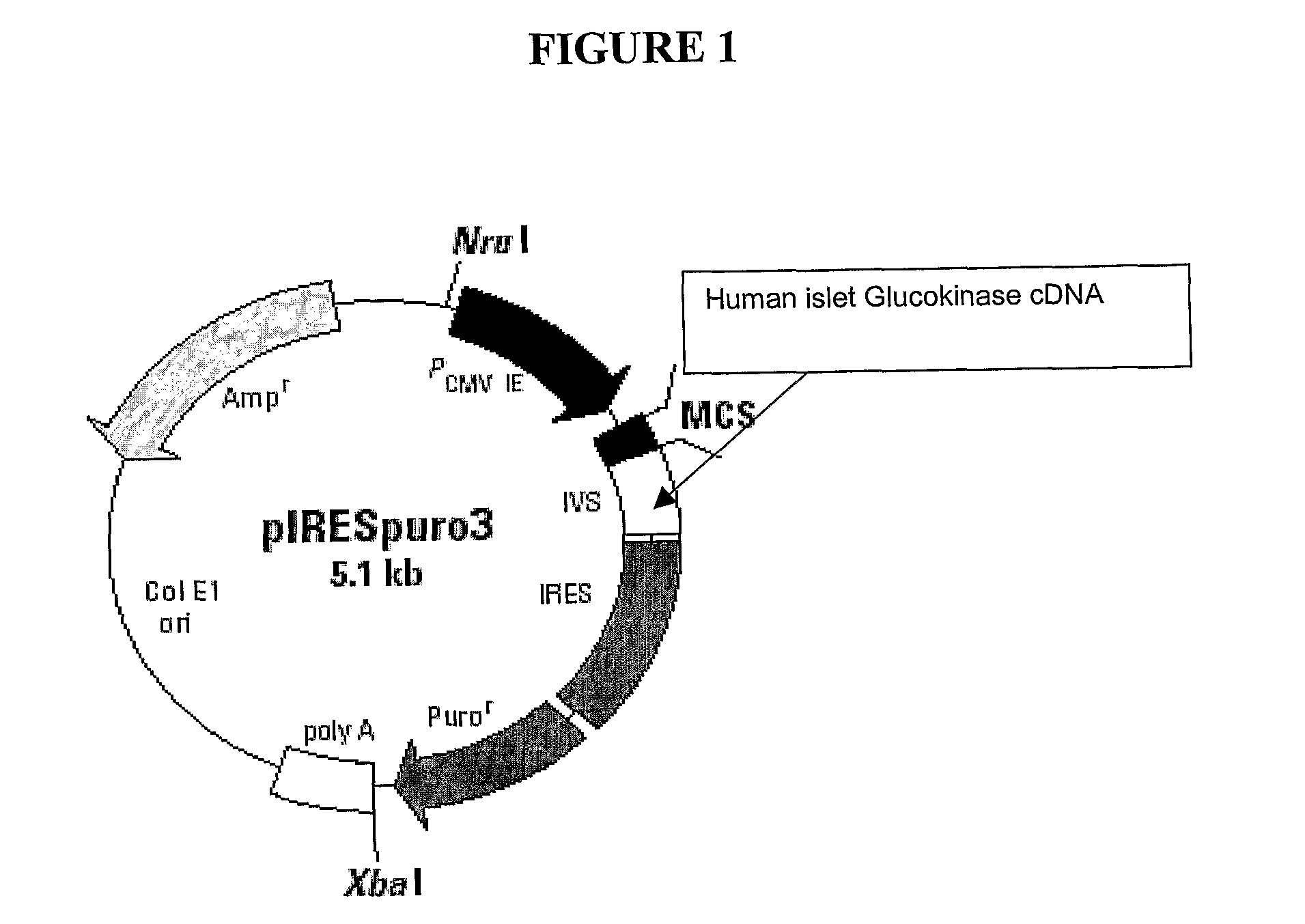 Cells genetically modified to comprise pancreatic islet glucokinase and uses thereof