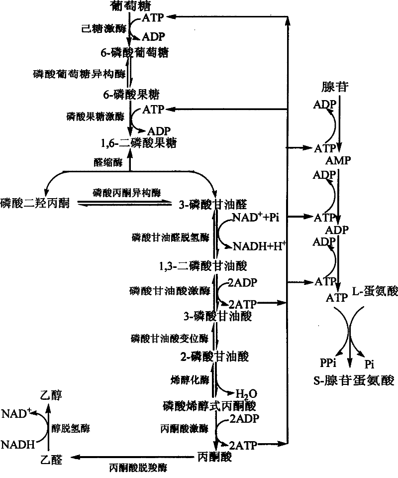 Method for preparing S-adenomethionine