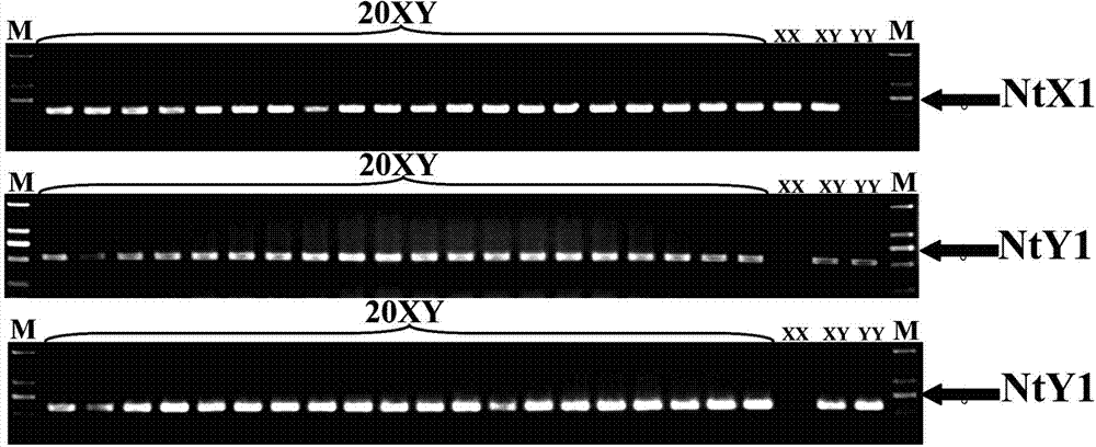 Specific molecular markers of sex chromosomes of Tilapia nilotica and genetic sex identification method