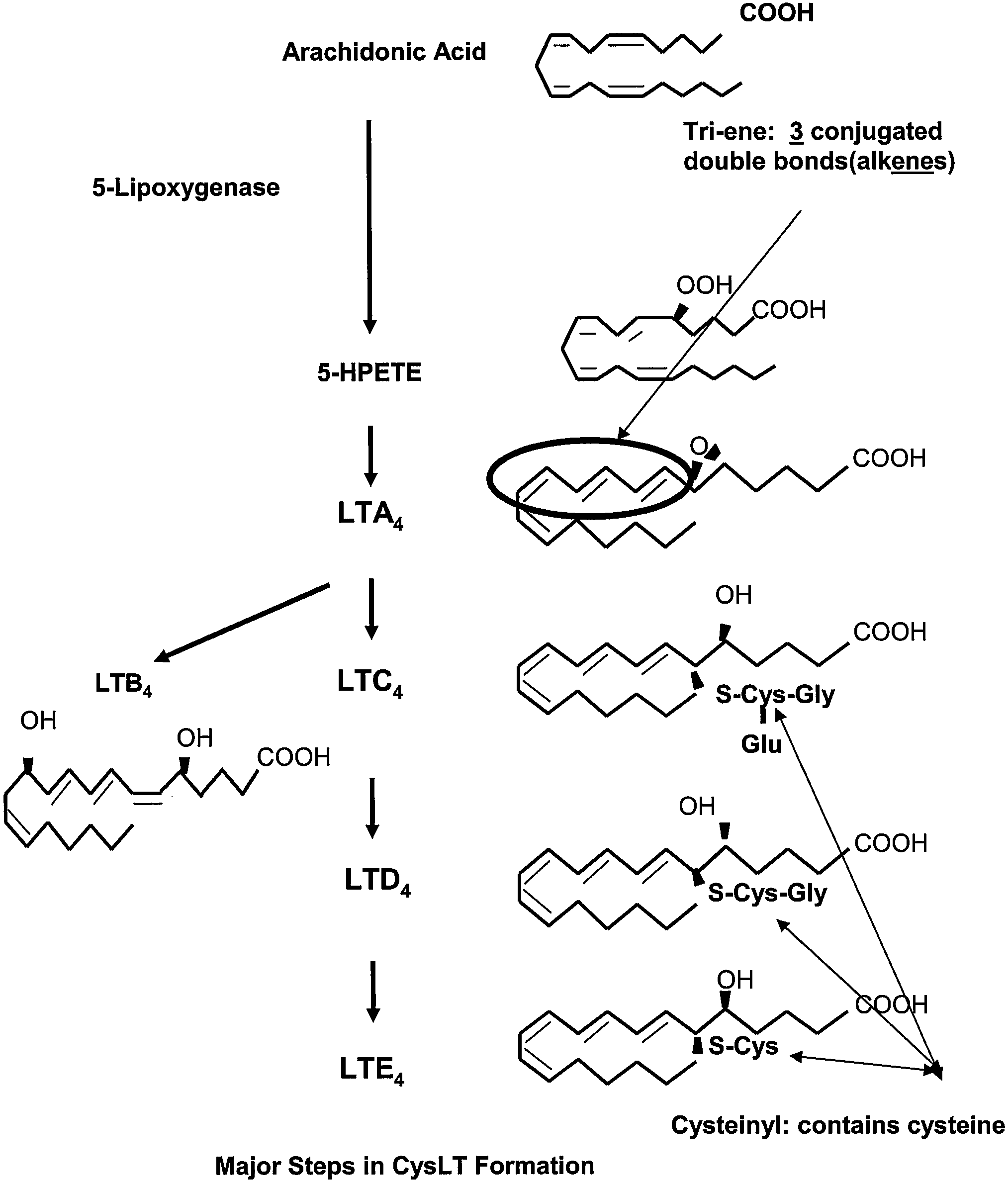 Methods to determine suceptibility to treatment with leukotriene modifiers